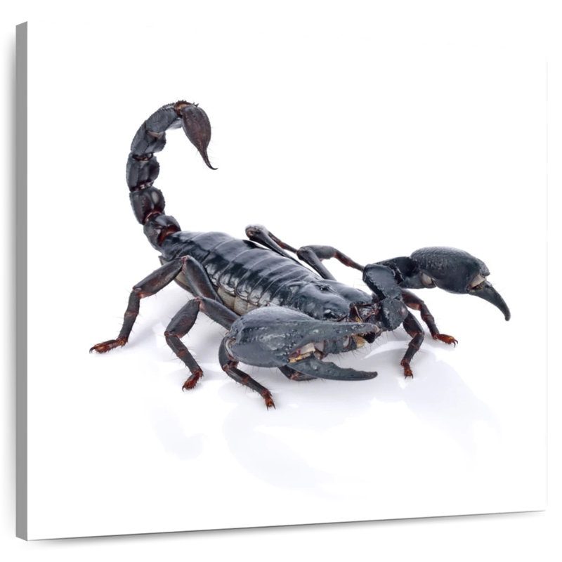 Crowle Emperor Scorpion, H 33 po x l 33 po