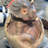 Triceratops Dinosaur Hatching Statue