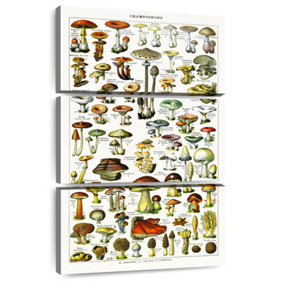 Variétés de champignons