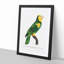 A Yellow-Shouldered Parrot by F. Levaillant - Single Picture Frame Painting-55457681-55457683
