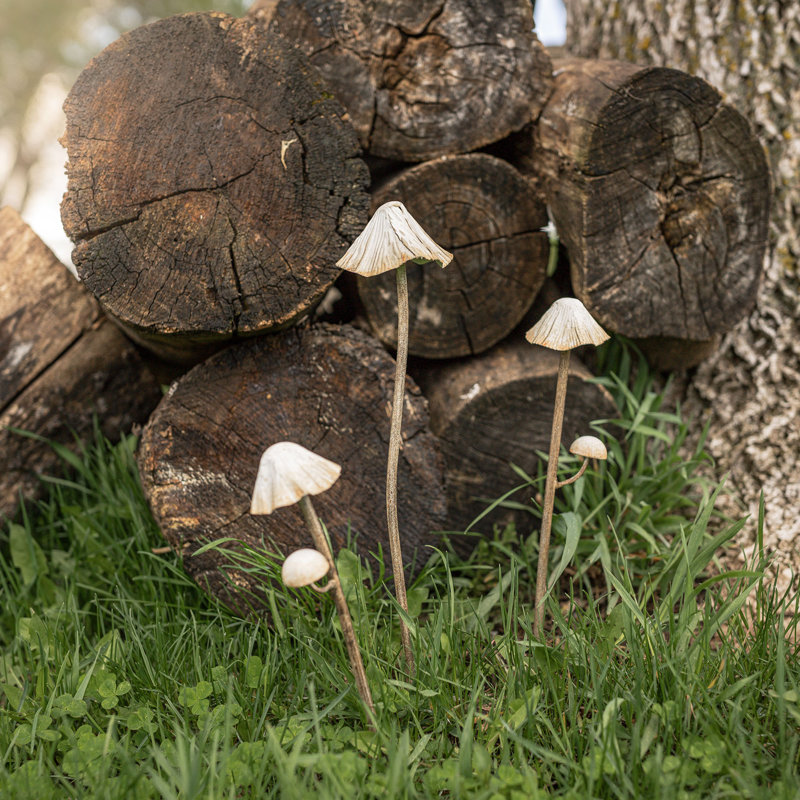 August Grove® Set of 3 Mushroom Stem Plant Stakes White Metal