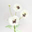 Silk Pansy Faux Floral-885262287