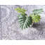 Tapis transitionnel Gaastra couleur pierre-1436621062