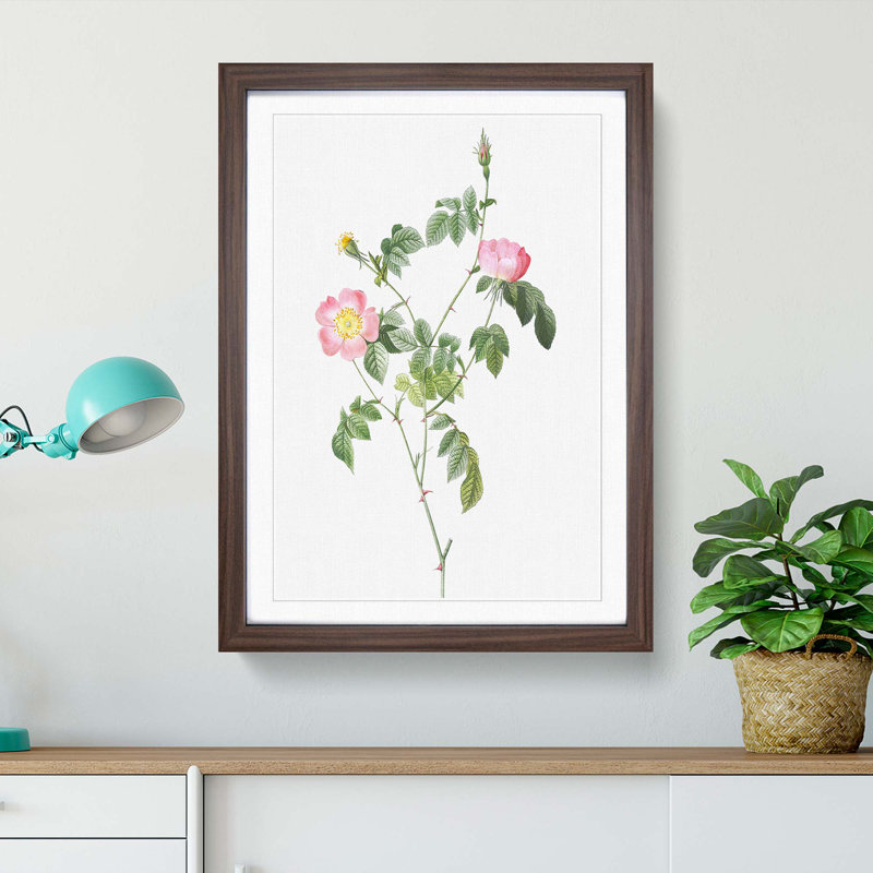 Austrian Briar Rose In Pink by Pierre-Joseph Redoute - Single Picture Frame Painting, 45cm H x 33cm W x 2cm D, Walnut Framed