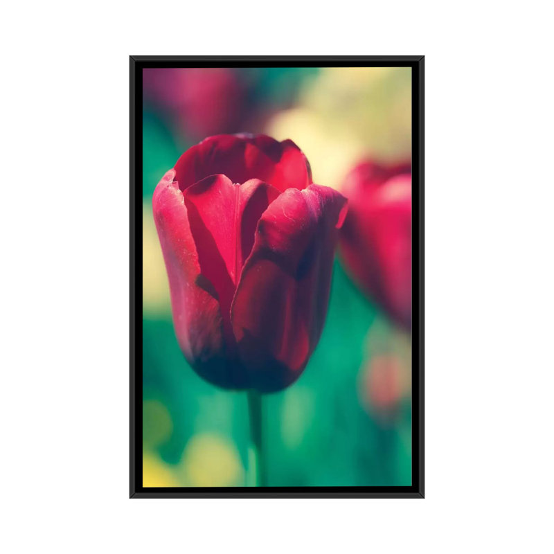 «Tulip Sway I», reproduction de photo sur toile, Toile avec cadre noir, Pas de tapis, H 48 po x l 32 po x P 1,5 po