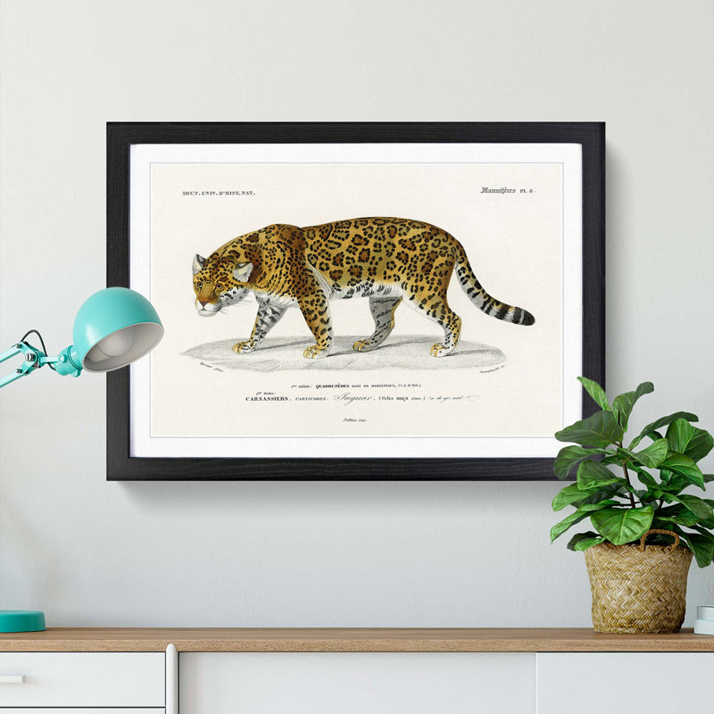 Jaguar by Charles dOrbigny - Framed Print, 48cm H x 65cm W x 2cm D, Black Framed