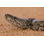 " African Rock Python " by Pinepix