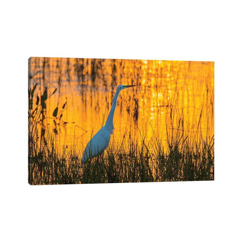 Great Egret (Ardea Alba) At Sunset. Viera Wetlands, Brevard County, Florida. by Richard & Susan Day - Wrapped Canvas Gallery-Wrapped Canvas Giclée
