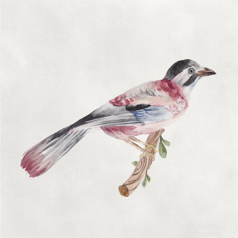 Bird Sketch I by Melissa Wang - Wrapped Canvas Painting, 51cm H x 51cm W x 3.8cm D