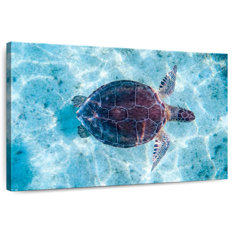 Brampt Turtle Swimming, 24" H x 36" W