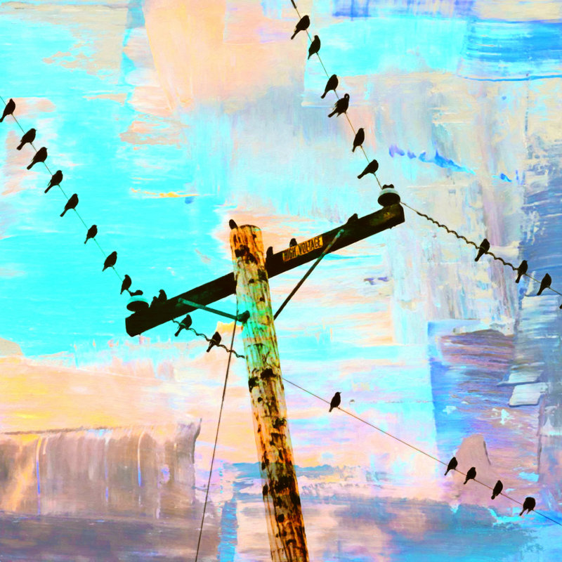 Shannon Clark, oiseaux modernes, H 20 po x l 20 po, Non, Cadre flottant érable
