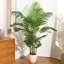 Palmier artificiel 71 po Adcock en pot noir, plante artificielle résistante aux rayons UV pour une décoration intérieure et extérieure-853865734