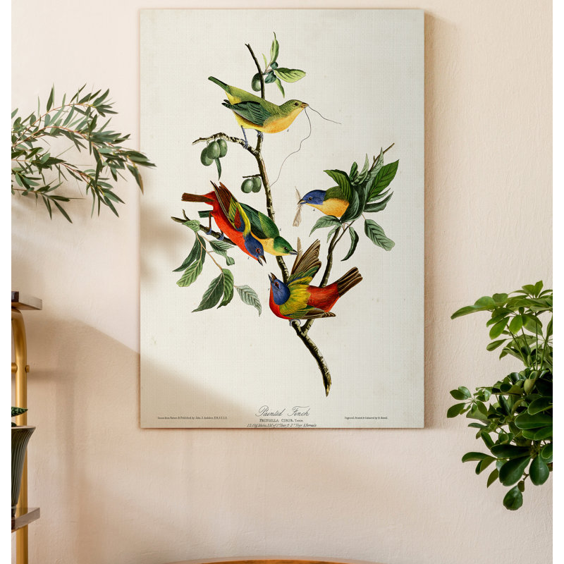 Pl 53 Finch peint, reproduction d'art sur toile tendue, H 27 po x l 18 po x P 1 po