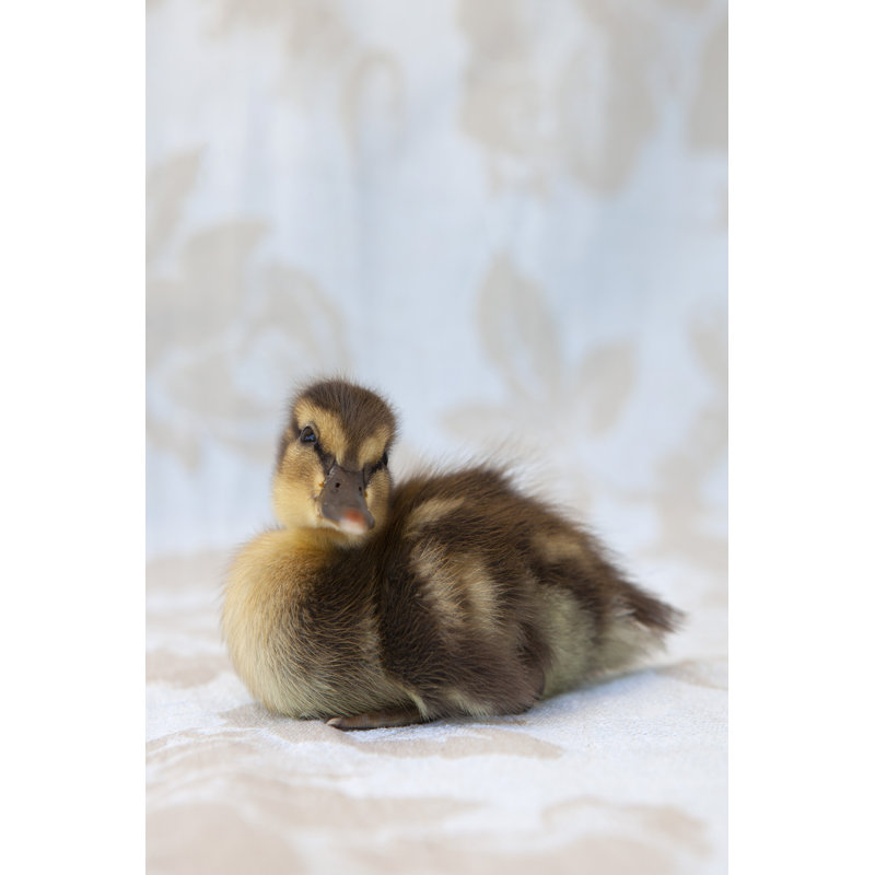 Peanut by Tania Soderman - Wrapped Canvas Print, 46cm H x 30cm W x 3.8cm D