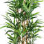 95cm Plant