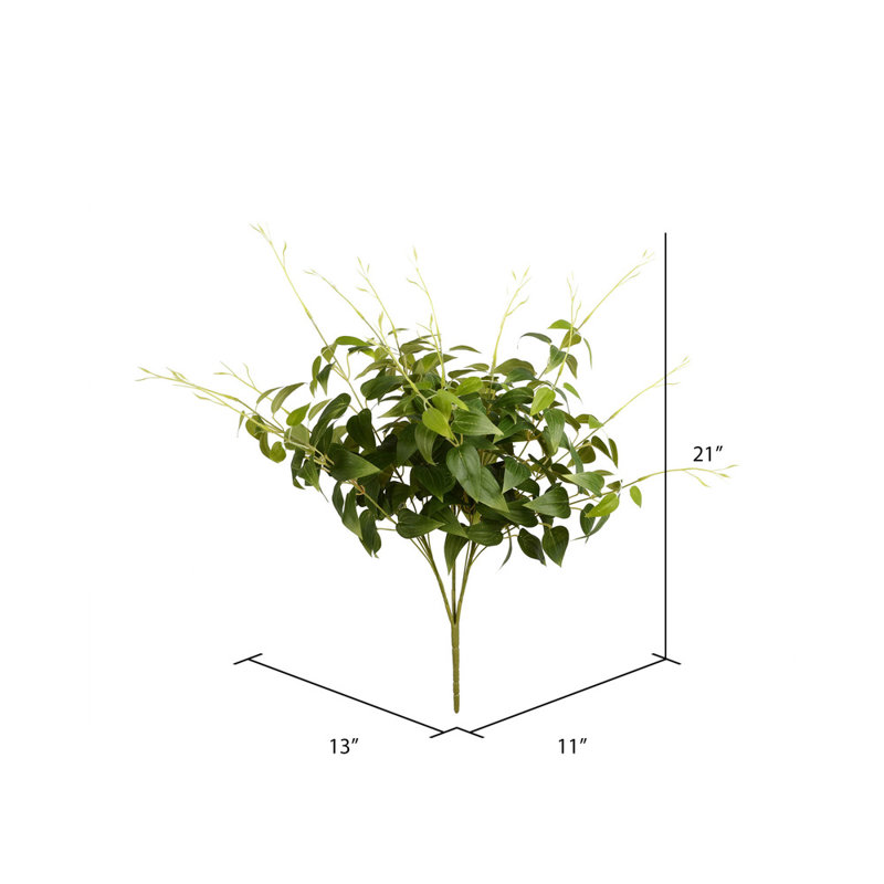 Clematis Plant