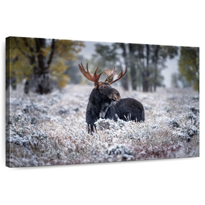 Brampt Frosty Black Moose