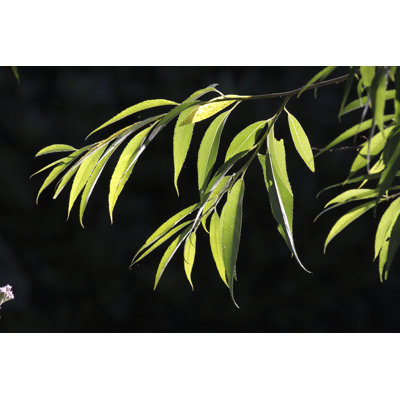 Feuilles rétro-éclairées de Willow Green par Whiteway