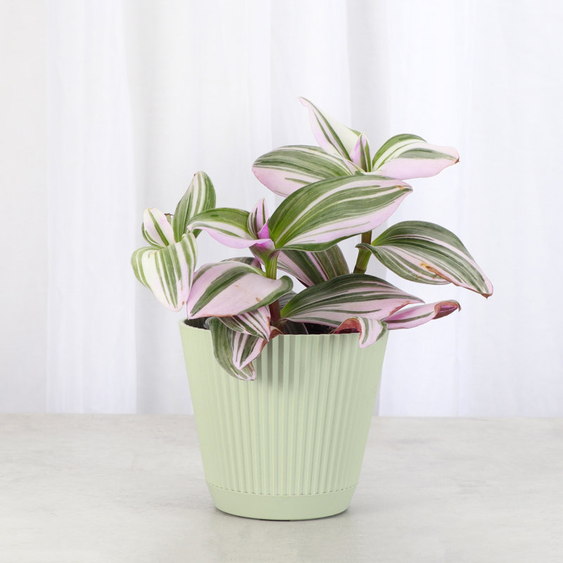 Live Tradescantia Nanouk Plant, Sage