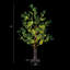 Eucalyptus illuminés arbres et branches