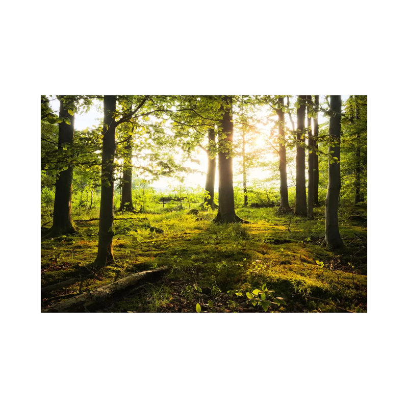 Forest by Stefan Hefele - Wrapped Canvas Print, 20.32 cm H x 30.48 cm W