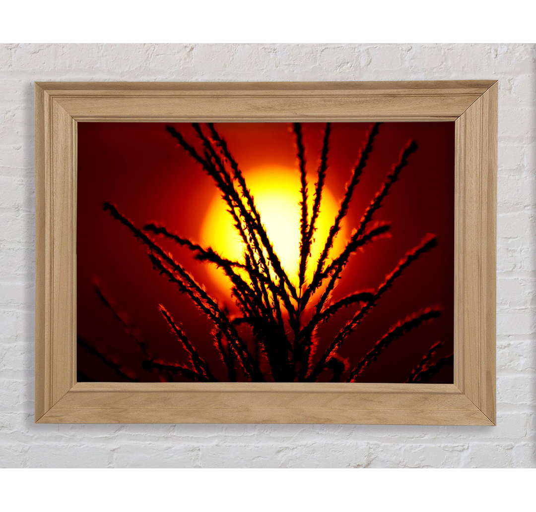 As The Sun Lights Up The Reeds - Einzelne Bilderrahmen Kunstdrucke