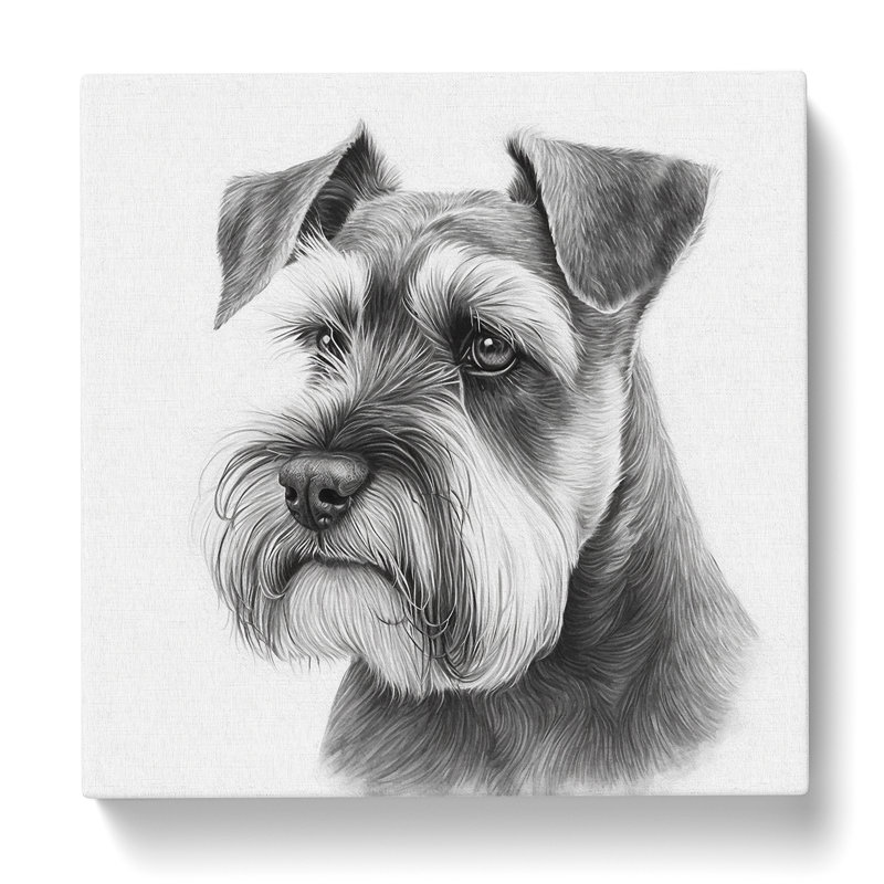 Schnauzer - Wrapped Canvas