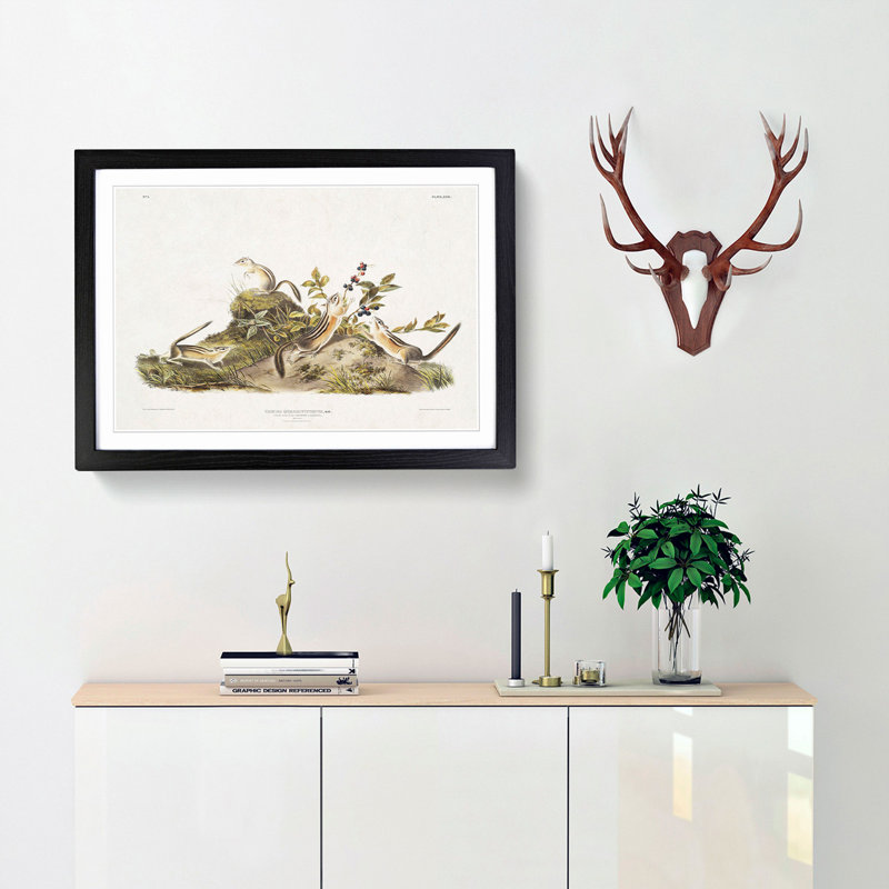 Four-Striped Ground Squirrels by J.W. Audubon - Framed Print, 48cm H x 65cm W x 2cm D, Black Framed