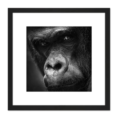 Western Lowland Gorilla Face Close Up by William Warby - Single Picture Frame Print