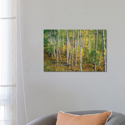 Quaking Aspen Forest, Colorado I by Tim Fitzharris - Wrapped Canvas Print
