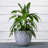 Pot Planter-1306863092