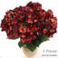 Hortensia-495532169
