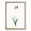 Corn Lily in Pink by Pierre-Joseph Redoute - Picture Frame Painting Print-55510413-55510414