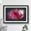 Pink Rose Flower Vol.7 - Picture Frame Graphic Art-62803973-62803974
