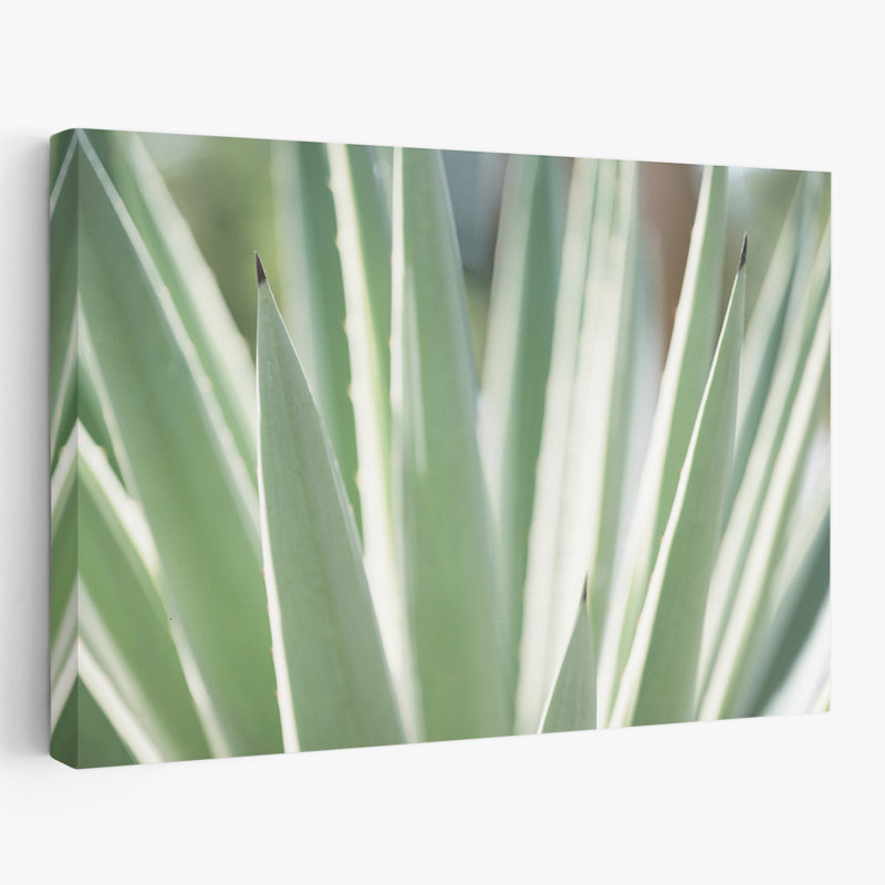 Plantes, fleurs, paysage, nature, abstrait, rêves succulents, art mural, H 32 po x l 48 po