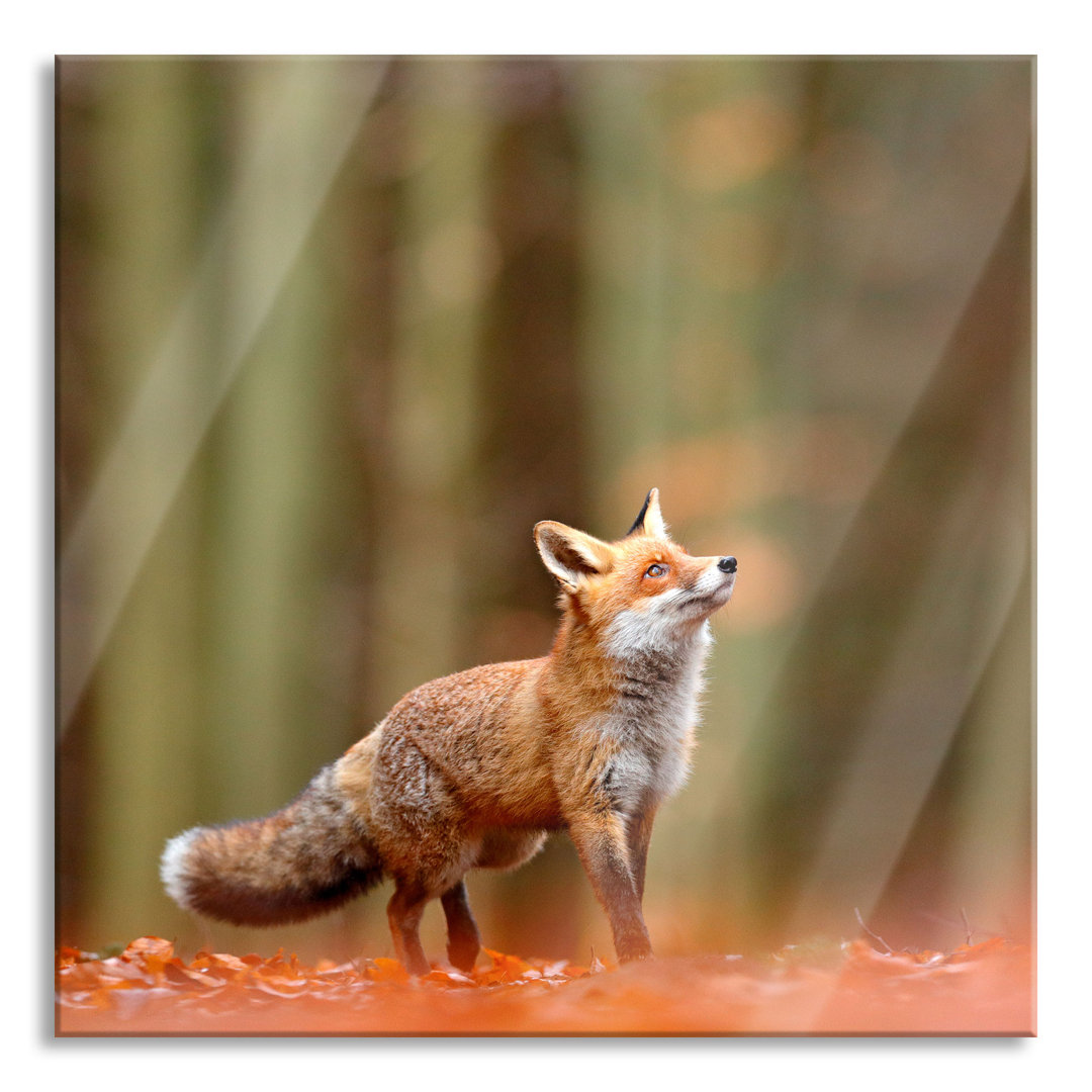 Glasbild Neugieriger Fuchs im Herbstwald