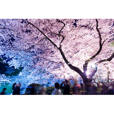 Row Of Cherry Blossom Trees - Wrapped Canvas Print