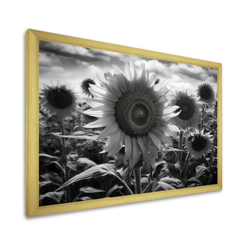 Tournesol noir et blanc I, Encadrement doré, H 12 po x l 20 po x P 1 po