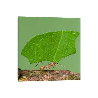 Leafcutter Ant Carrying Leaf, Costa Rica III 1 Piece Wrapped Canvas Wall Art
