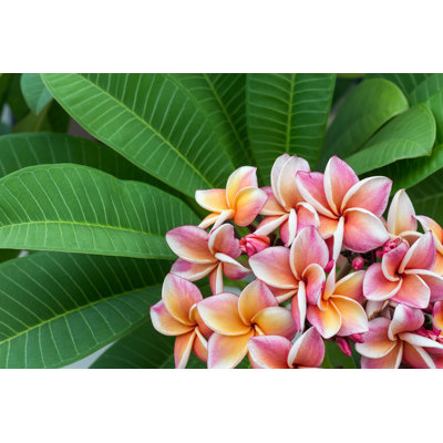 Plumeria par Songphon - photographie sur toile tendue