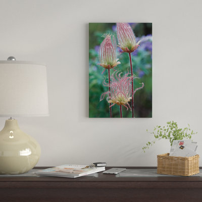 " Prairie Smoke, Okanagan Valley, British Columbia, Canada " Color Photography