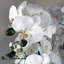 Plant-88685039-88685040