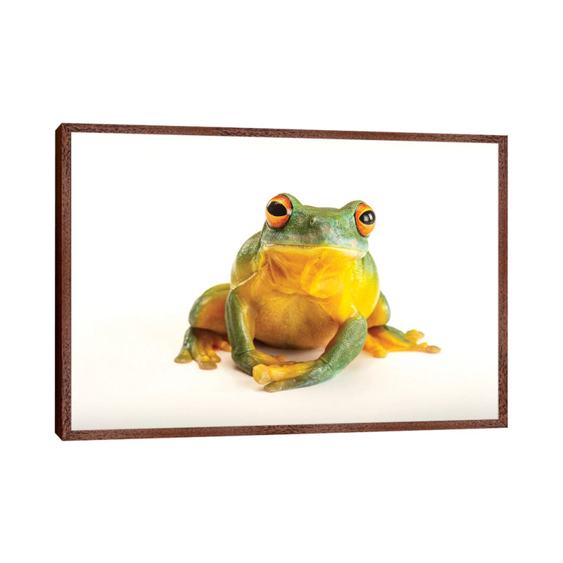 An Orange Eyed Tree Frog At Wild Life Sydney Zoo by Joel Sartore - Gallery-Wrapped Canvas Giclée on Canvas