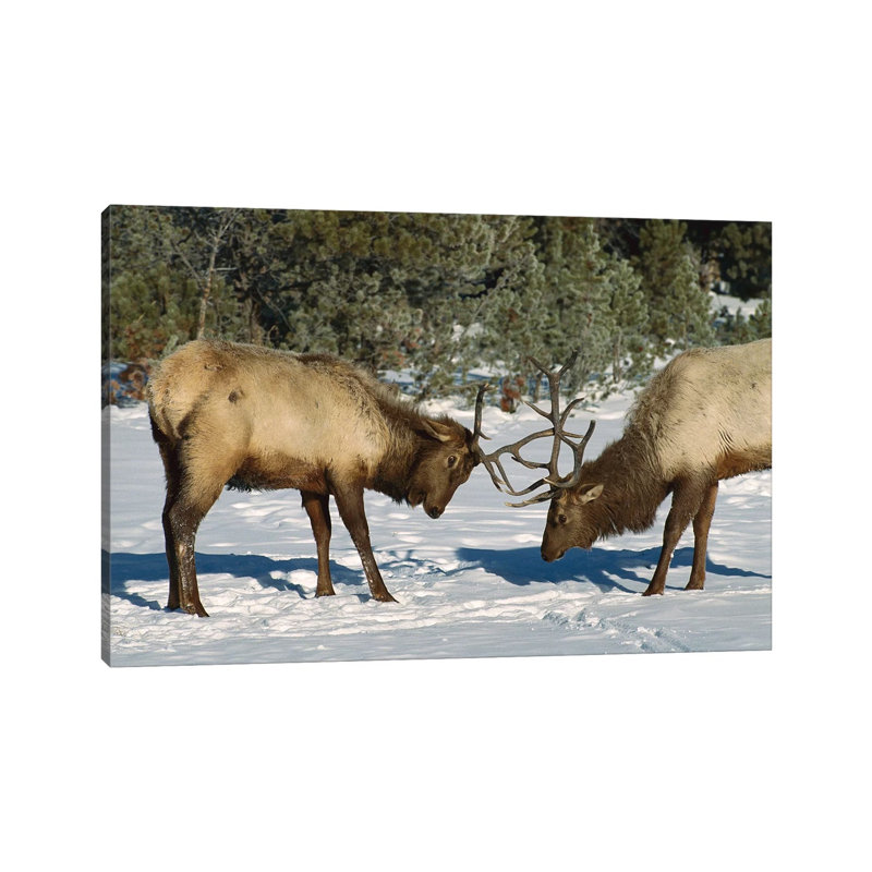 Elk Bulls Fighting, Yellowstone National Park, Wyoming 1 Piece Wrapped Canvas Wall Art, 20.32 cm H x 30.48 cm W