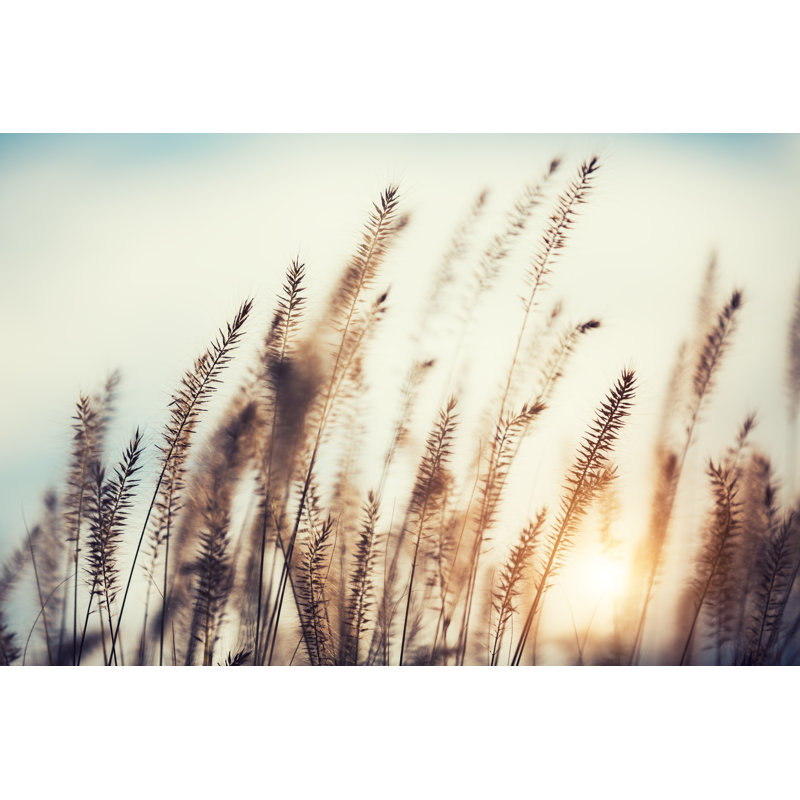Autumn Grass - Wrapped Canvas Print, 51cm H x 76cm W x 3.8cm D