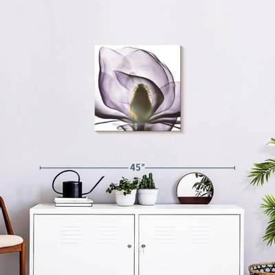 Harnek Magnolia X-ray