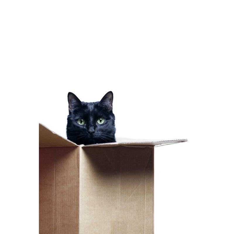 Cat in The Box by Peeterv, 18" H x 12" W