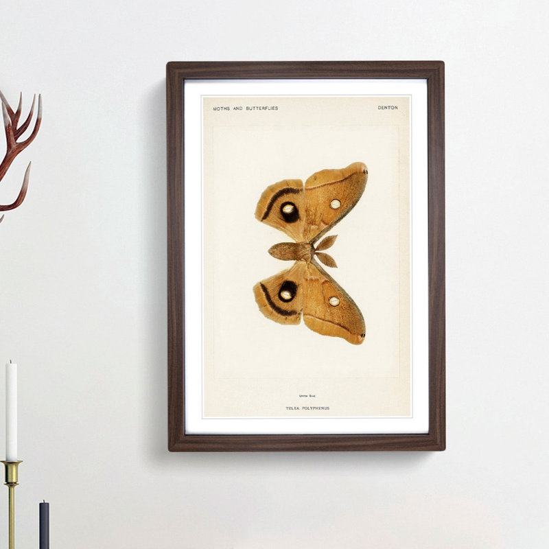 Polyphemus Moth by S.F. Denton - Picture Frame Painting Print, 36cm H x 27cm W x 2cm D, Walnut Framed