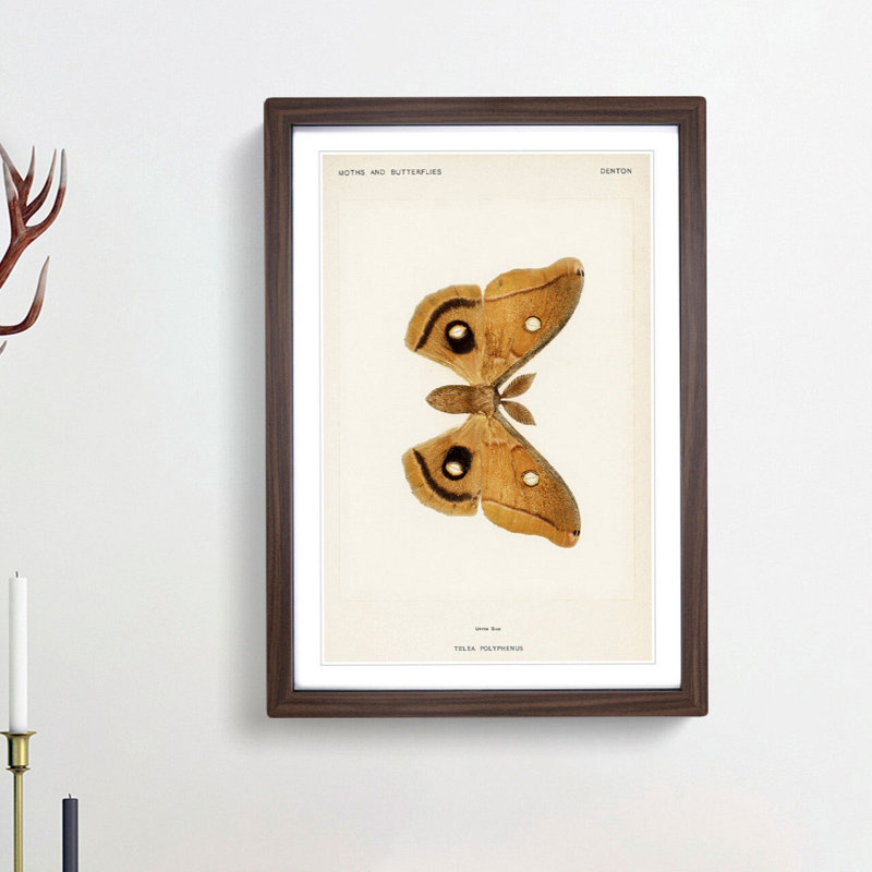 Polyphemus Moth by S.F. Denton - Picture Frame Painting Print, 65cm H x 48cm W x 2cm D, Walnut Framed