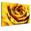 Print on Canvas-25525577